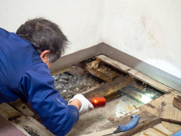 Best Commercial Mold Inspection  in Glenmont, MD